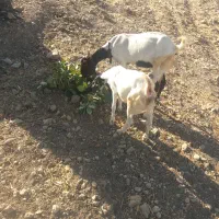 بز نژدی