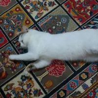 واگذاری گربه نر خانگی بسیار رام ودوست داشتنی