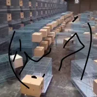 خرید و فروش طوطی