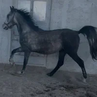 نریان ترک دره شوری|حیوانات مزرعه|قم, منبع آب|دیوار