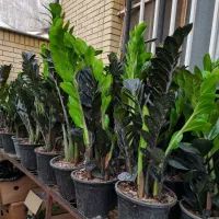 گل زاموفیلیا بلک /سوپربلک