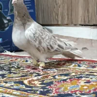 هفت رنگ دم سفید کاکل نر|پرنده|شهرآباد, |دیوار