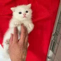 گربه اسکاتیش