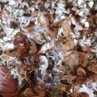 یونجه کوبیده،کاه گندم|لوازم جانبی حیوانات|نیشابور, فردوسی جنوبی|دیوار