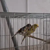 فروش قناری|پرنده|اردکان, |دیوار