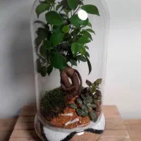 تراریوم ،کادو،هدیه.مناسبت.بنسای|گل و گیاه طبیعی|تهران, ائمه اطهار|دیوار