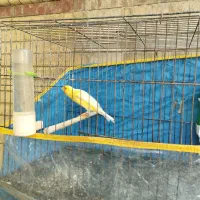 فروش|پرنده|بندرعباس, |دیوار