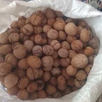 گردو پوست کاغذی خوانسار امسالی
