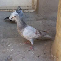 کفتر جوجه دون خور شده
