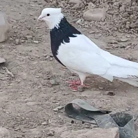 کفتر طوقی نر