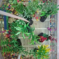 ماهی گوپی|ماهی|مشهد, پورسینا|دیوار