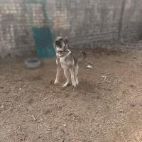 سگ پژدر|سگ|قم, الغدیر|دیوار