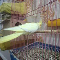 عروس هلندی آماده جفت