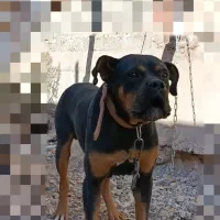 واگذاری سگ روتوایلر|سگ|کرمان, |دیوار