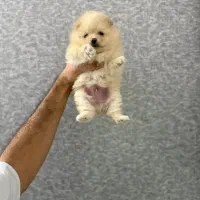 سگ پامر خرسی