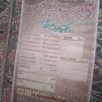 فروش|فرش|حمیدیا, |دیوار