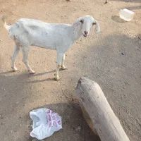 بزداشتی|حیوانات مزرعه|میناب, |دیوار