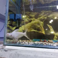 ماهی گیاه خوارآکواریوم|ماهی|الوند, |دیوار