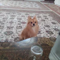 سگ پامر|سگ|صباشهر, |دیوار