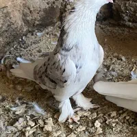 شازده هما جوجه