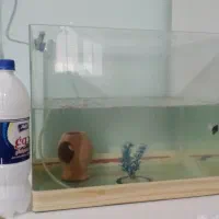 اکواریوم معاوظه با طوطی|ماهی|قزوین, |دیوار