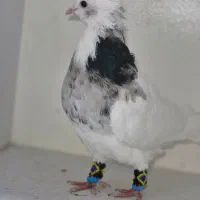 کبوتر طوقی درجه یک|پرنده|شاهین‌شهر, حافظ شمالی|دیوار