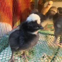 جوجه برهما لهستانی ایام سمانی ویاندوت مرغ وخروس|حیوانات مزرعه|رشت, توشیبا|دیوار