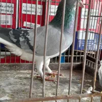 کبوتر دمگیر نر خرقه