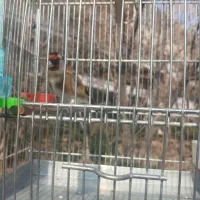 سهره نر|پرنده|تهران, پاسداران|دیوار