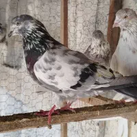 کبوتر پرشی|پرنده|بندر ترکمن, |دیوار