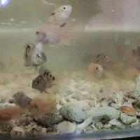 سیچلاید ماهی|ماهی|تربت‌حیدریه, مسجد جامع|دیوار