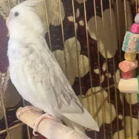 عروس هلندی|پرنده|تبریز, |دیوار