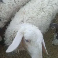 میش و بره|حیوانات مزرعه|کرمان, |دیوار