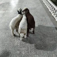 بره نر سرحال وآشتی|حیوانات مزرعه|بندرعباس, |دیوار