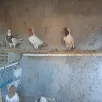 کبوتر پرستویی زرد وقرمز