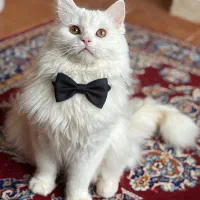 بریتیش لانگ