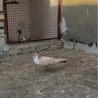 کلاغدم زرد قلدر|پرنده|مشهد, طرق|دیوار