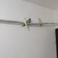 همه عروس ها مولد هستن یکیشون سخنگو هم هستن