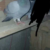 نر و ماده جانسون