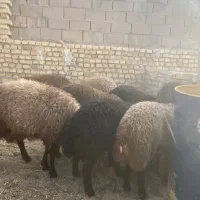فروش گوسفند زنده