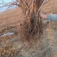 نهال انگور|خدمات باغبانی و درختکاری|خرمدشت, |دیوار