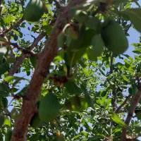 باغ شهرشقایق|فروش زمین و ملک کلنگی|زنجان, |دیوار