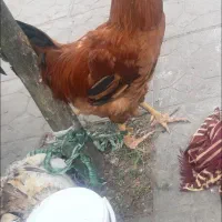 خروس بالغ