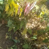 کاه لوبیا چیتی