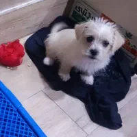 توله سگ اشپیتز