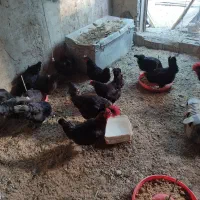 مرغ بلک استار|حیوانات مزرعه|اصفهان, کوی امیریه|دیوار