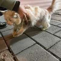 گربه پرشین ماده