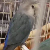 کوتوله خوش رنگ|پرنده|مشهد, نیروی هوایی|دیوار