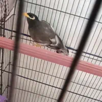 یک جفت عروس هلندی نرماده ودوتا مرغ مینا قیمت مناسب|پرنده|نرماشیر, |دیوار