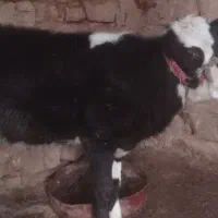 گوساله|حیوانات مزرعه|مسجد سلیمان, |دیوار